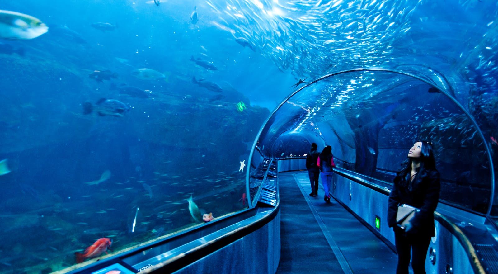 Dubai Aquarium & Underwater Zoo